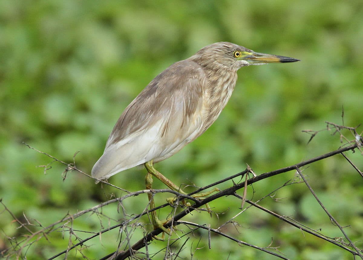 Birdwatching